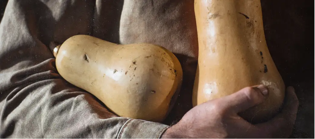 fresh butternut squash.