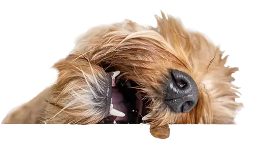 dog peak 