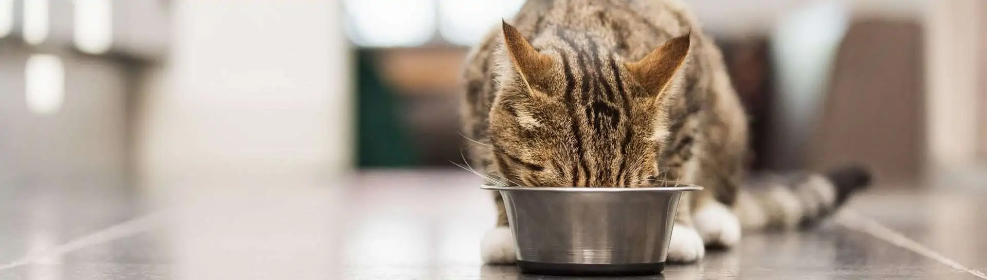 Find the right wet cat food texture for your pet