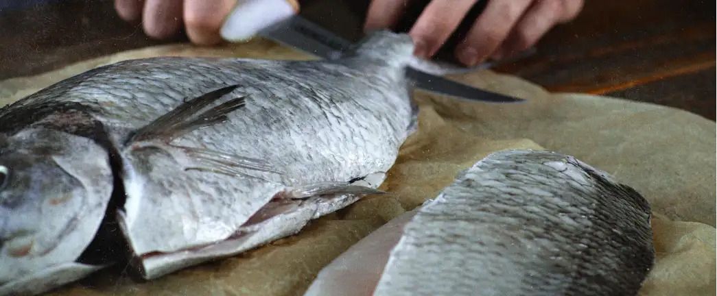 rainbow trout.