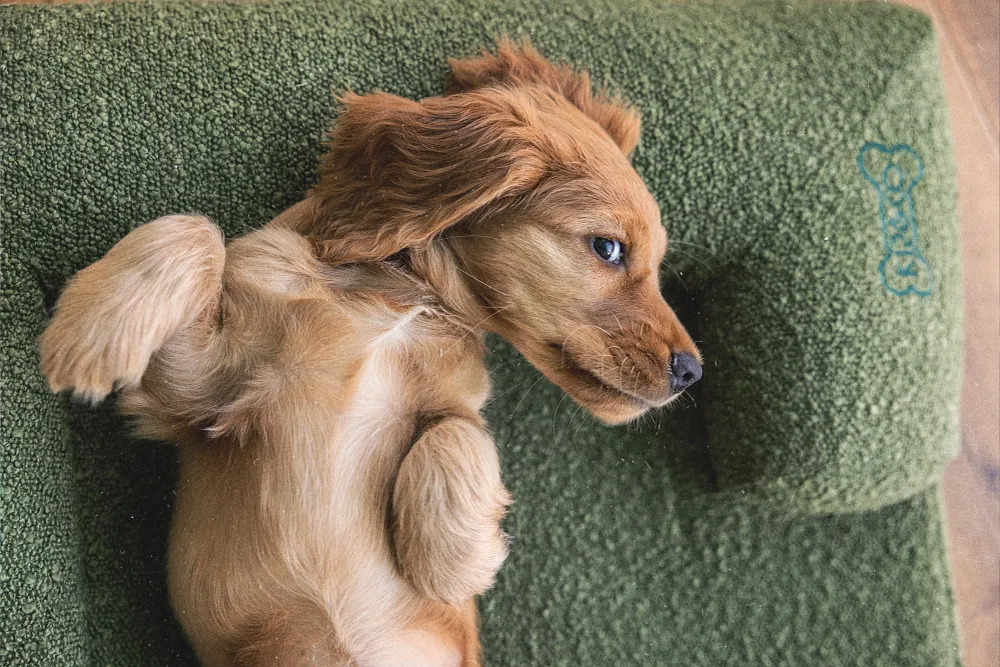 Supporting a Strong Immune System in Young Pets