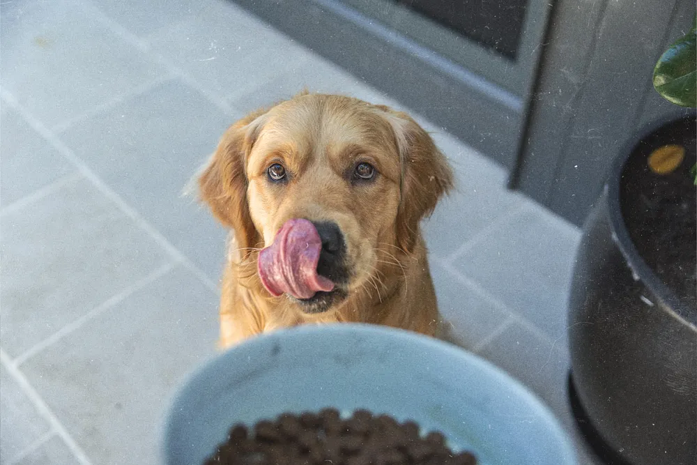 Complete Guide to Dog Nutrition in Canada  Acana&trade;