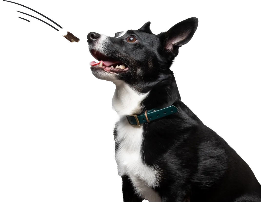 A beautiful black and white dog with a teal collar waiting excitedly for a jerky bite to land in their open mouth