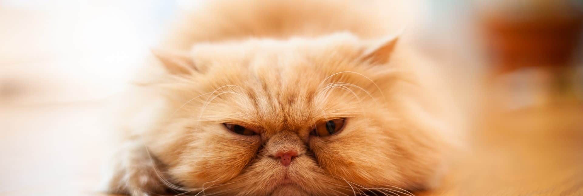 Check out these Purrfect New Cat Recipes