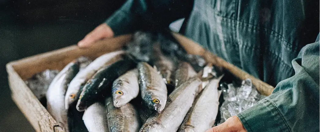Fresh whole herring