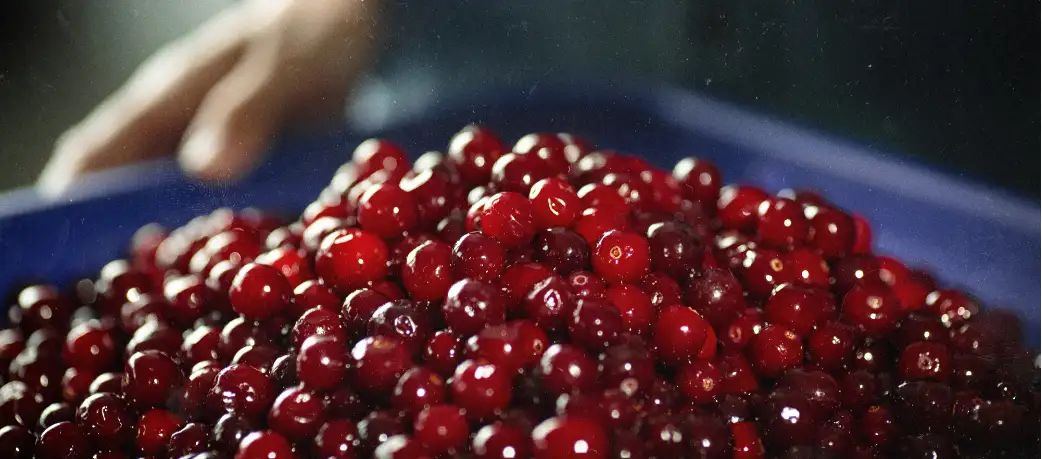 whole, fresh cranberries.