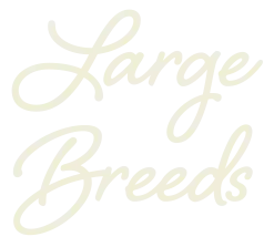 Large Breed Heading