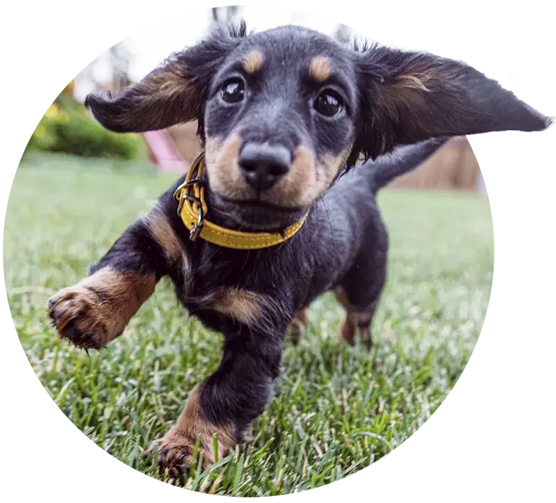 Acana Chiot can-aca-chiot-cercle-grandes-oreilles