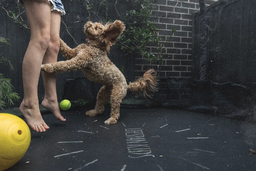 How to Make Mealtime More Exciting for Your Pet: Toppers, Mix-ins, and Food Variety